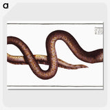 2-68_Ichtyologie-ou-Histoire-naturelle_picture-crop