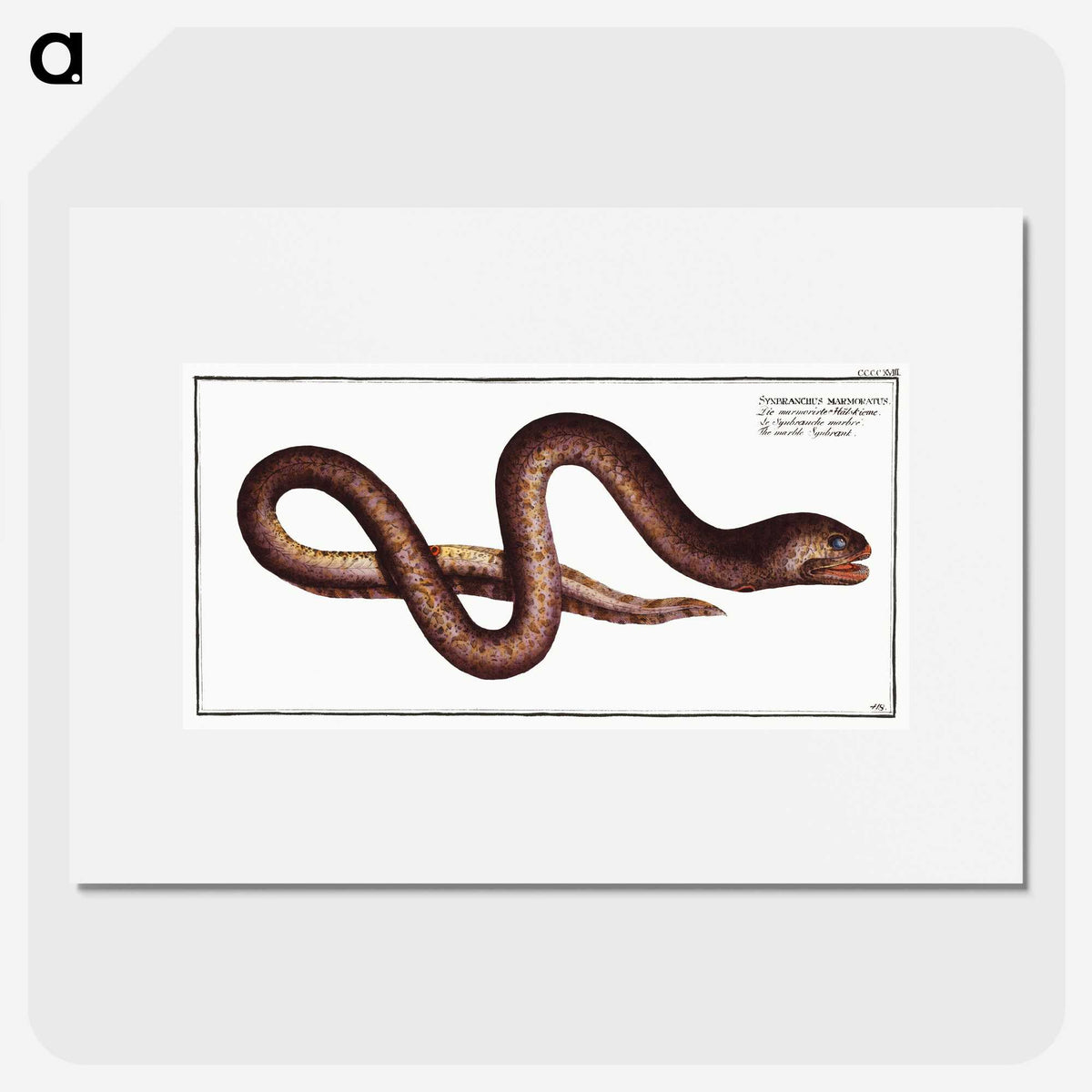 2-68_Ichtyologie-ou-Histoire-naturelle_picture