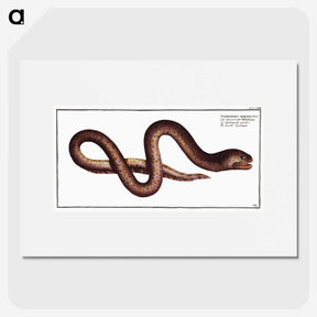 2-68_Ichtyologie-ou-Histoire-naturelle_picture
