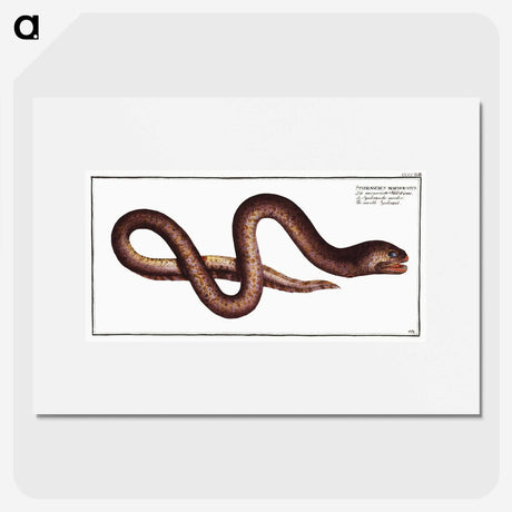 2-68_Ichtyologie-ou-Histoire-naturelle_picture