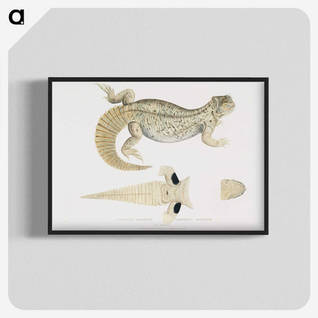 2-68_Indian-Zoology_blk-crop