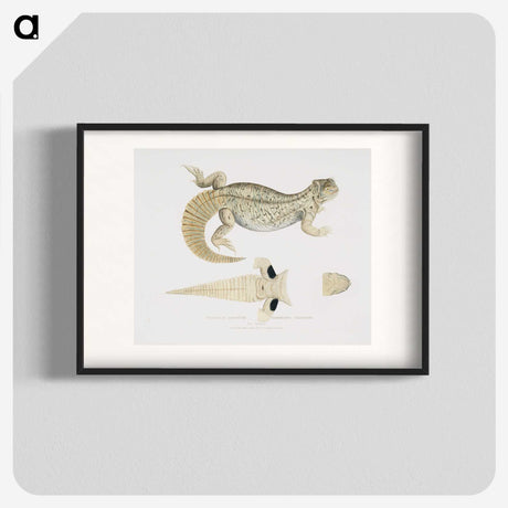 2-68_Indian-Zoology_blk