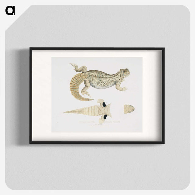 2-68_Indian-Zoology_blk