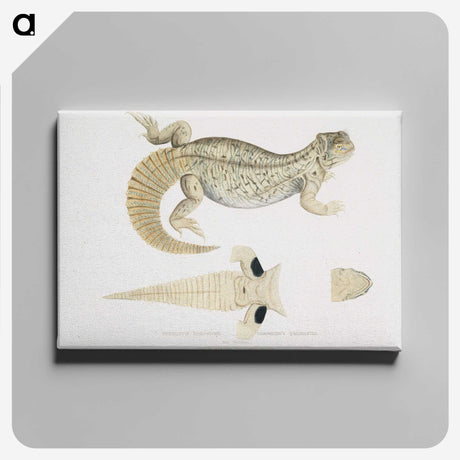 2-68_Indian-Zoology_canvas