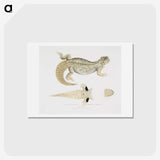2-68_Indian-Zoology_hagaki