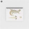 2-68_Indian-Zoology_memo