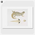 2-68_Indian-Zoology_picture