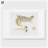 2-68_Indian-Zoology_picture