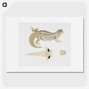 2-68_Indian-Zoology_picture