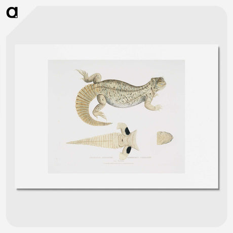 2-68_Indian-Zoology_picture