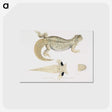 2-68_Indian-Zoology_postcard
