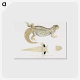 2-68_Indian-Zoology_postcard