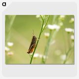 2-68_Insects-Unlocked-Project_picture-crop