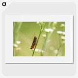 2-68_Insects-Unlocked-Project_picture