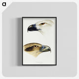 2-68_John-Gould_blk-crop