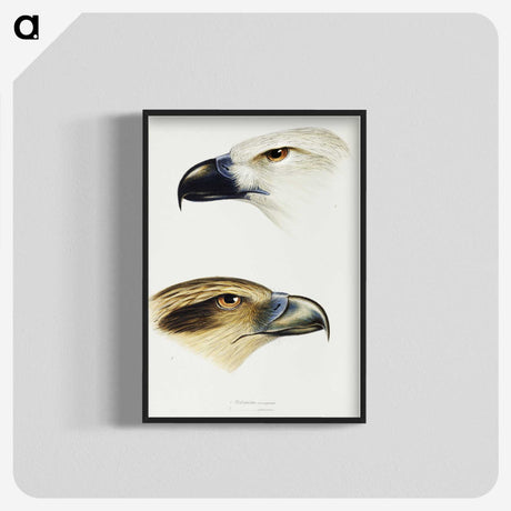 2-68_John-Gould_blk-crop