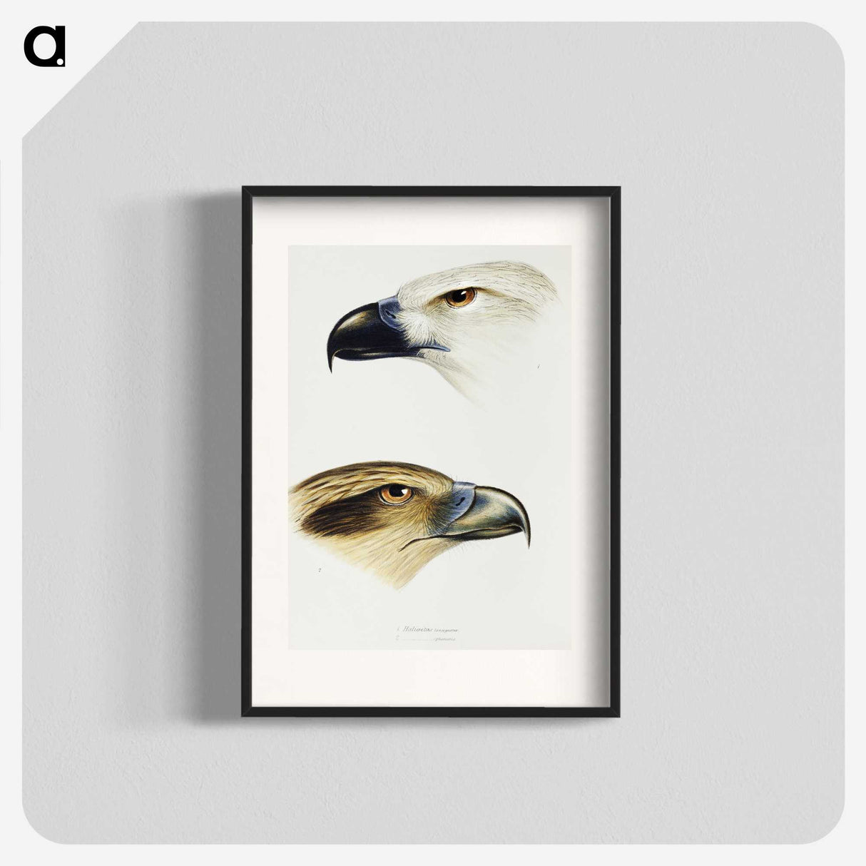 2-68_John-Gould_blk