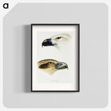 2-68_John-Gould_blk