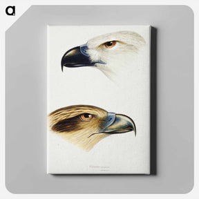 アートパネル-Australian Birds: White-bellied Sea Eagle and Whistling Kite
 - ジョン グールド Canvas.