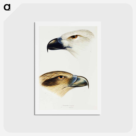 アートポストカード-Australian Birds: White-bellied Sea Eagle and Whistling Kite
 - ジョン グールド Postcard.