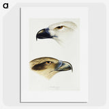 2-68_John-Gould_picture