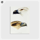 アートポストカード-Australian Birds: White-bellied Sea Eagle and Whistling Kite
 - ジョン グールド Postcard.