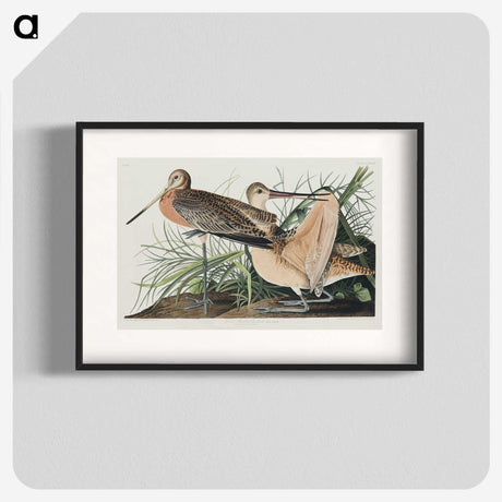 2-68_John-James-Audubon_blk