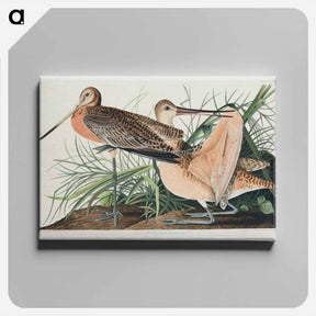 アートパネル-Great Marbled Godwit
 - ジョン ジェームス オーデュボン Canvas.