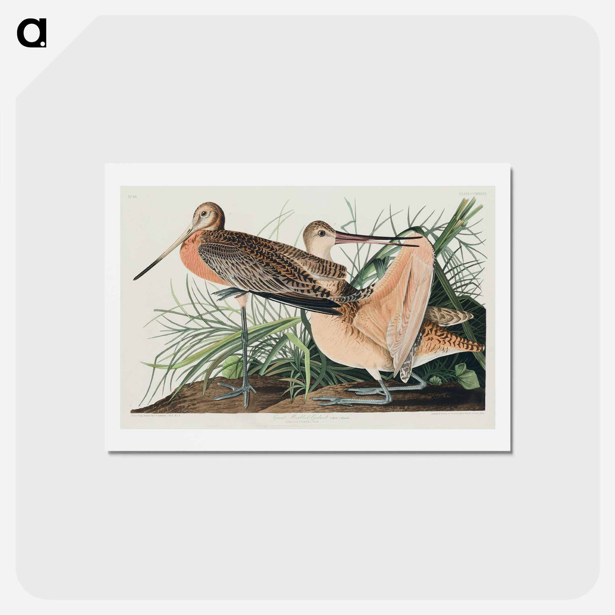 アートポストカード-Great Marbled Godwit
 - ジョン ジェームス オーデュボン Postcard.