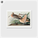アートポストカード-Great Marbled Godwit
 - ジョン ジェームス オーデュボン Postcard.
