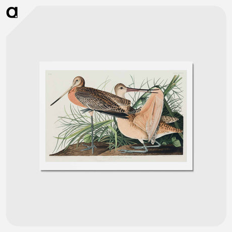 アートポストカード-Great Marbled Godwit
 - ジョン ジェームス オーデュボン Postcard.