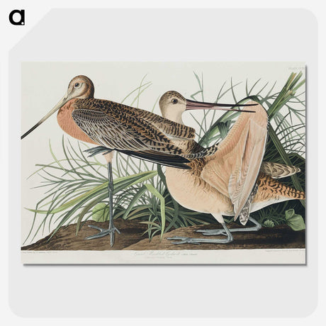 2-68_John-James-Audubon_picture-crop
