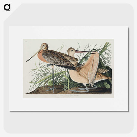 2-68_John-James-Audubon_picture