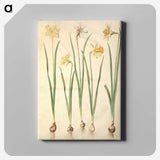 2-68_Maria-Sibylla-Merian_canvas