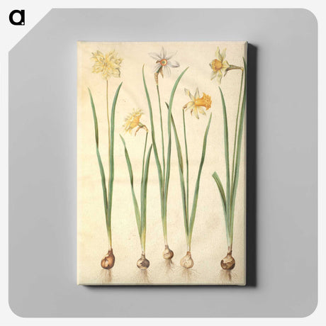 2-68_Maria-Sibylla-Merian_canvas