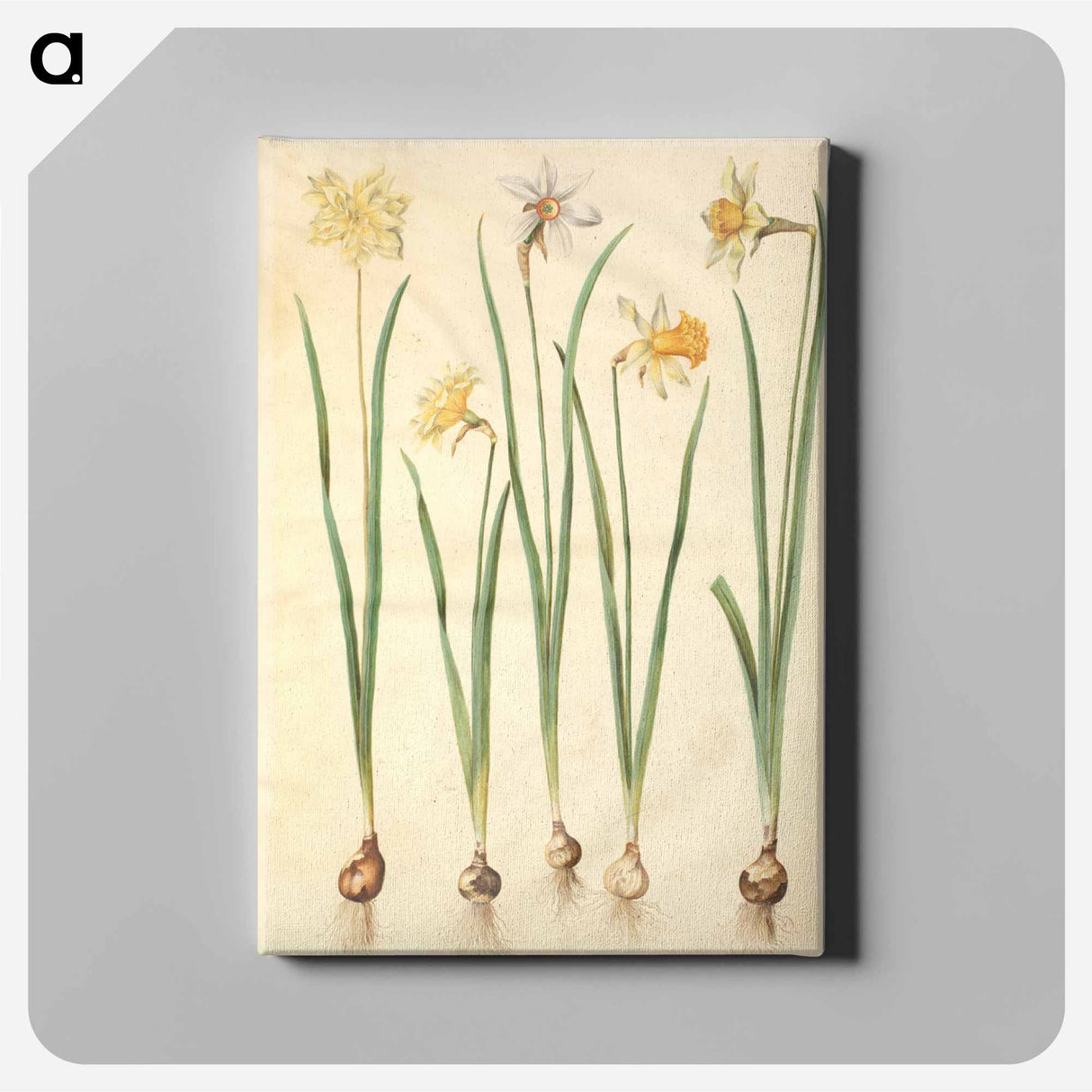 アートパネル-Narcissus
 - マリア ジビーラ メーリアン Canvas.