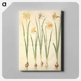 アートパネル-Narcissus
 - マリア ジビーラ メーリアン Canvas.