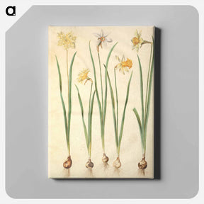 アートパネル-Narcissus
 - マリア ジビーラ メーリアン Canvas.