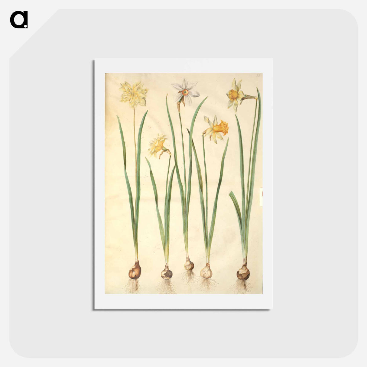 アートポストカード-Narcissus
 - マリア ジビーラ メーリアン Postcard.