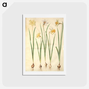 アートポストカード-Narcissus
 - マリア ジビーラ メーリアン Postcard.