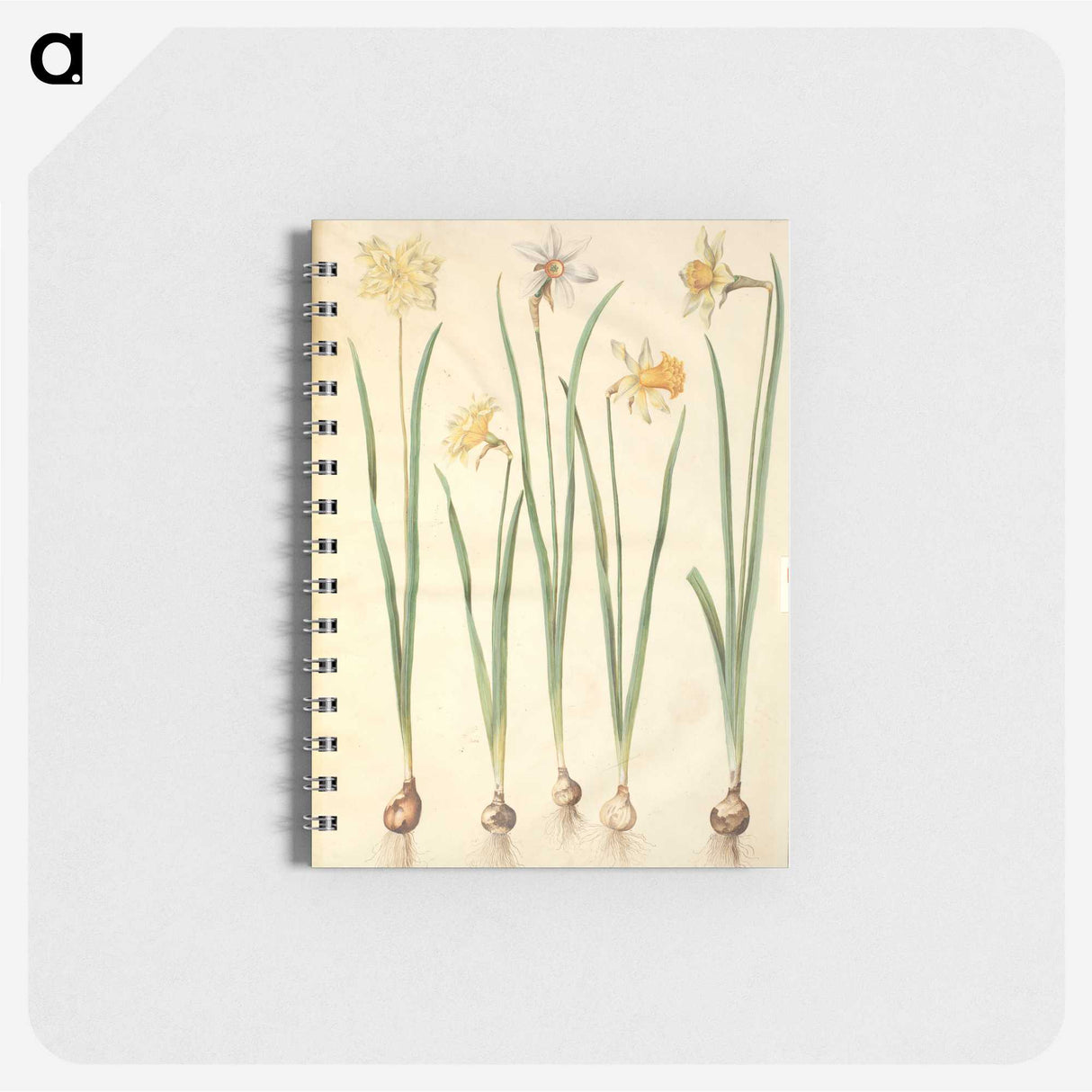 2-68_Maria-Sibylla-Merian_memo