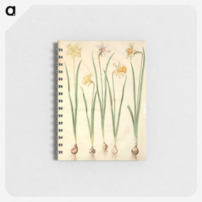 2-68_Maria-Sibylla-Merian_memo