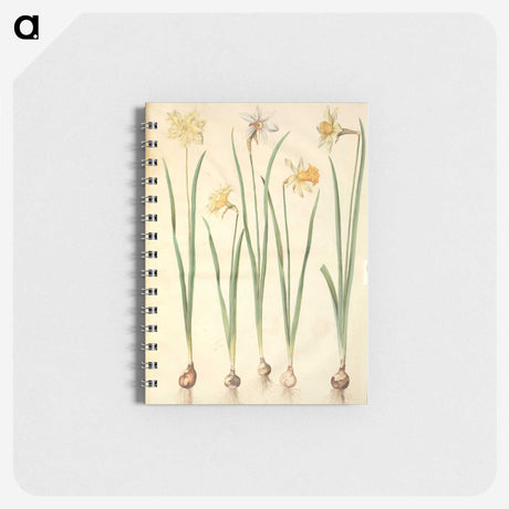 2-68_Maria-Sibylla-Merian_memo