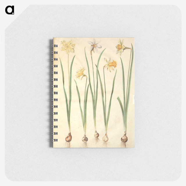 2-68_Maria-Sibylla-Merian_memo