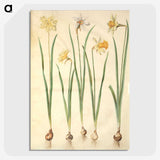 2-68_Maria-Sibylla-Merian_picture-crop
