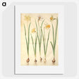 2-68_Maria-Sibylla-Merian_picture