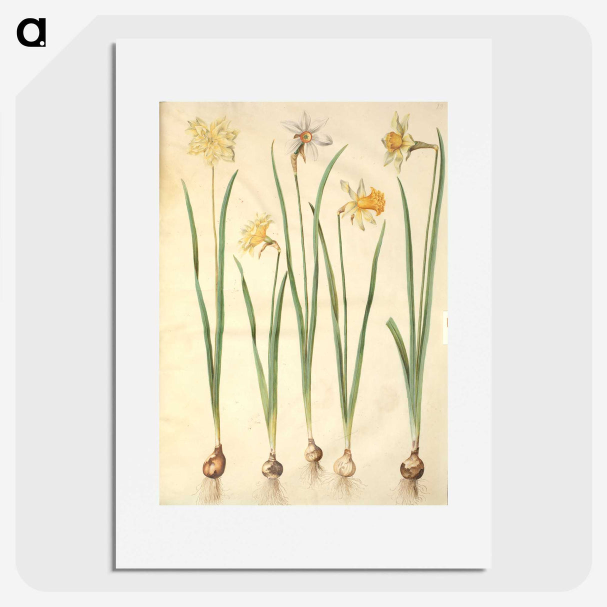 2-68_Maria-Sibylla-Merian_picture