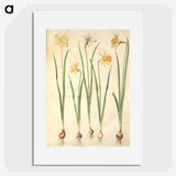 2-68_Maria-Sibylla-Merian_picture