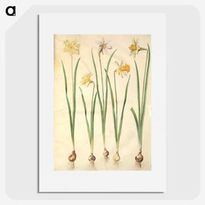 2-68_Maria-Sibylla-Merian_picture