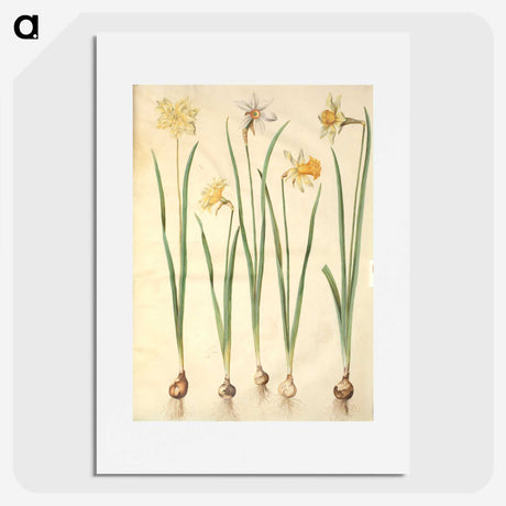 2-68_Maria-Sibylla-Merian_picture